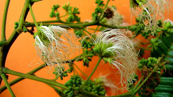 Image de Albizia polycephala (Benth.) Killip