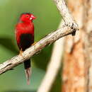 Image of Crimson Finch