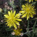 Image of Adonis blazingstar