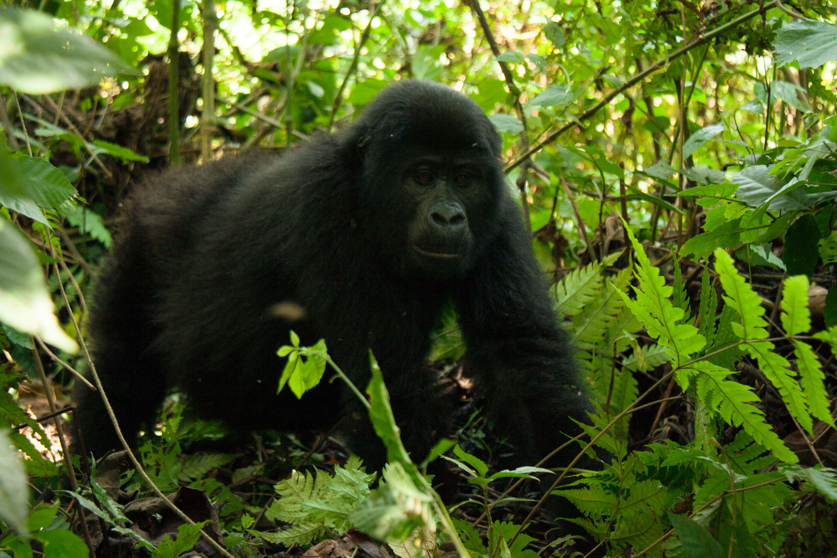 Image of Mountain Gorilla