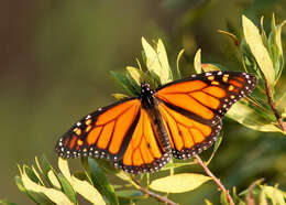 Image of Monarch Butterfly