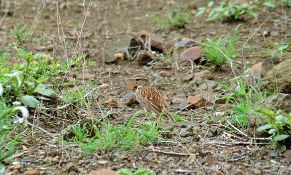 Image of Sabota Lark