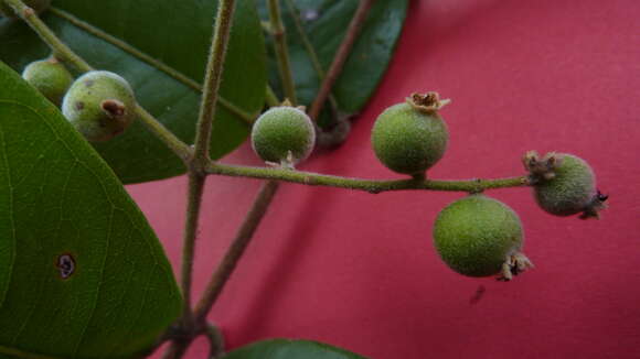 Myrcia tomentosa (Aubl.) DC.的圖片