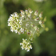 Image of Peppercresses