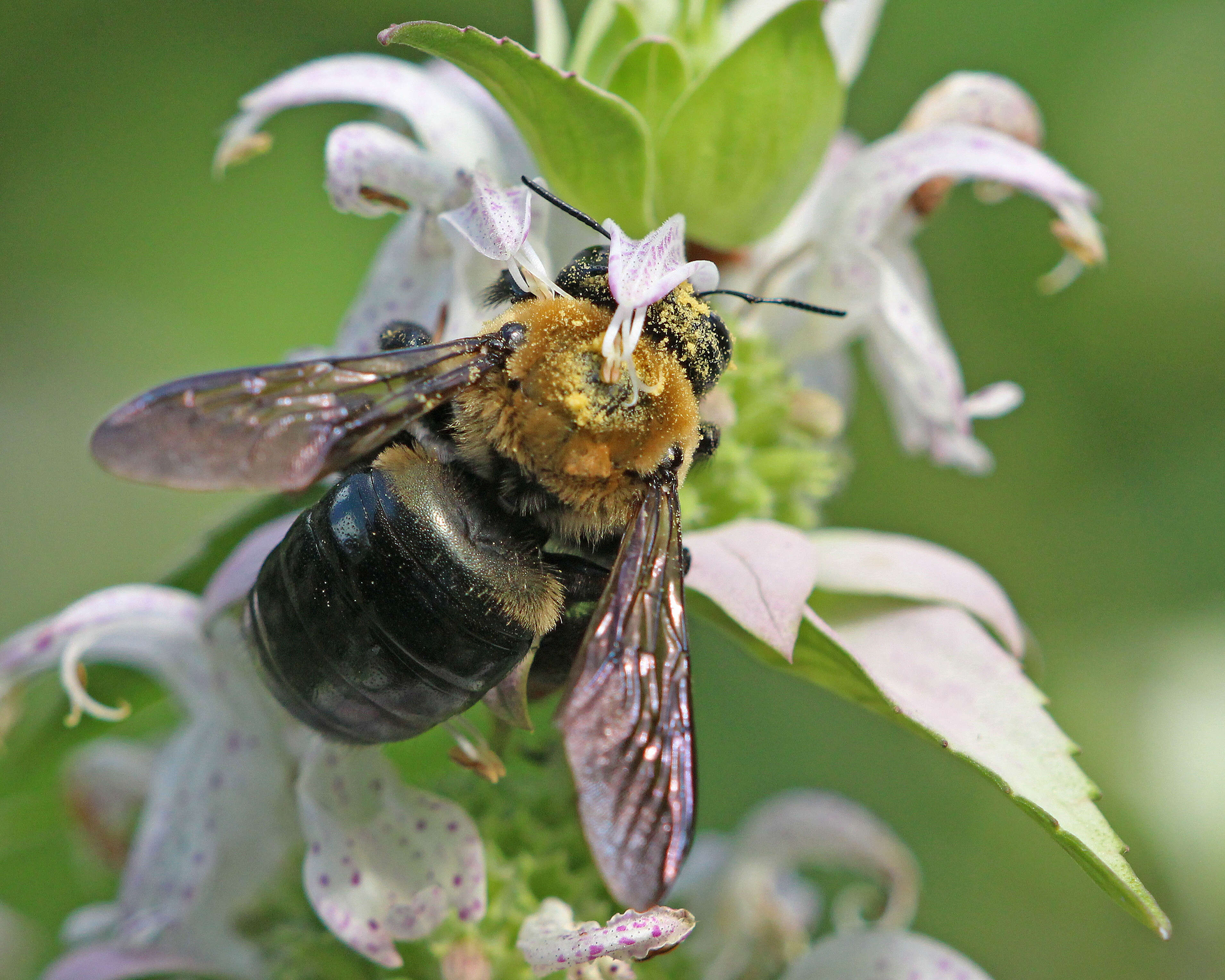 Image of carpenter bee