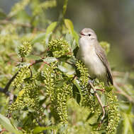 Image of Vireo Vieillot 1808