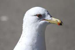 Image of Larus Linnaeus 1758