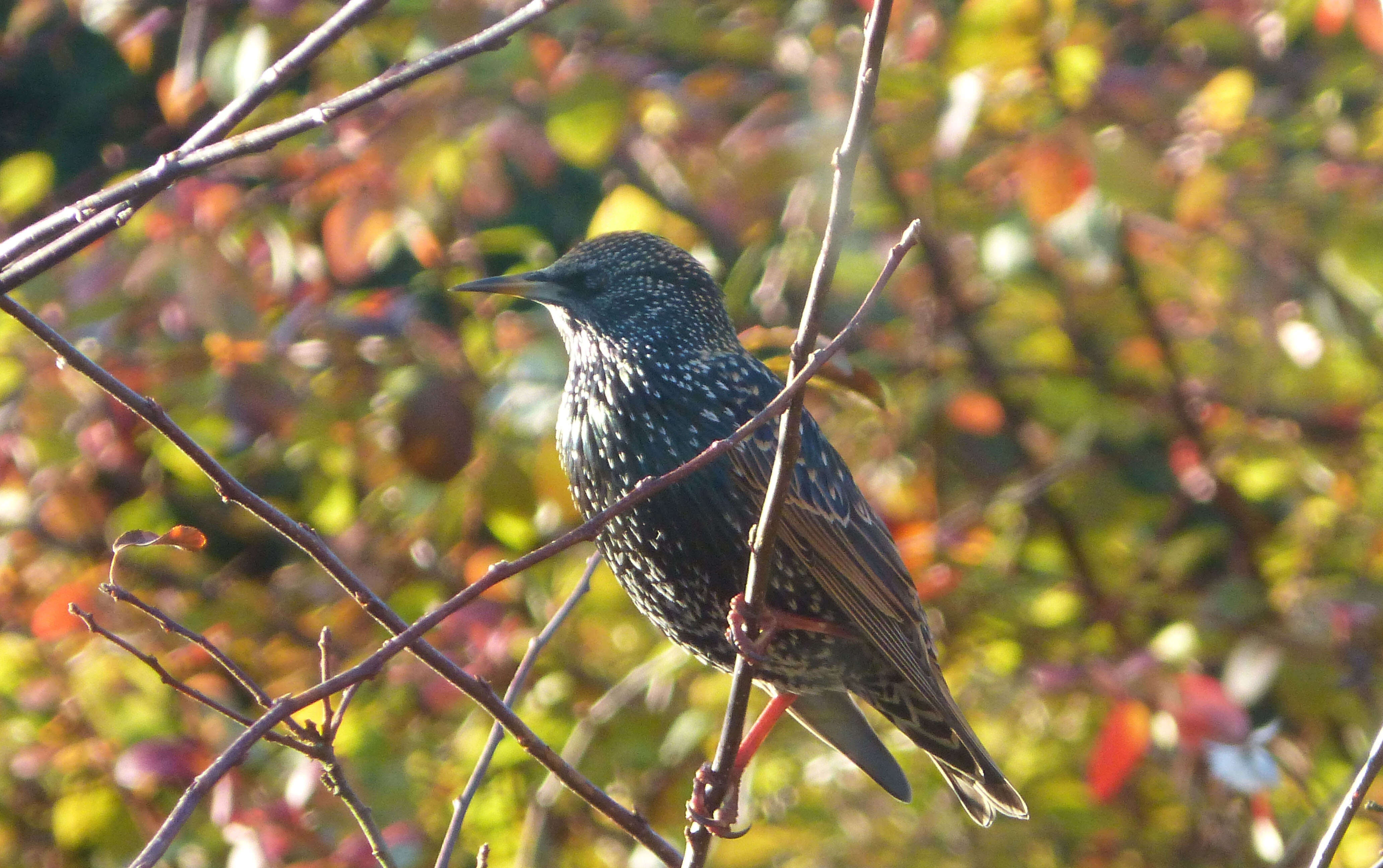 Image of Sturnus Linnaeus 1758