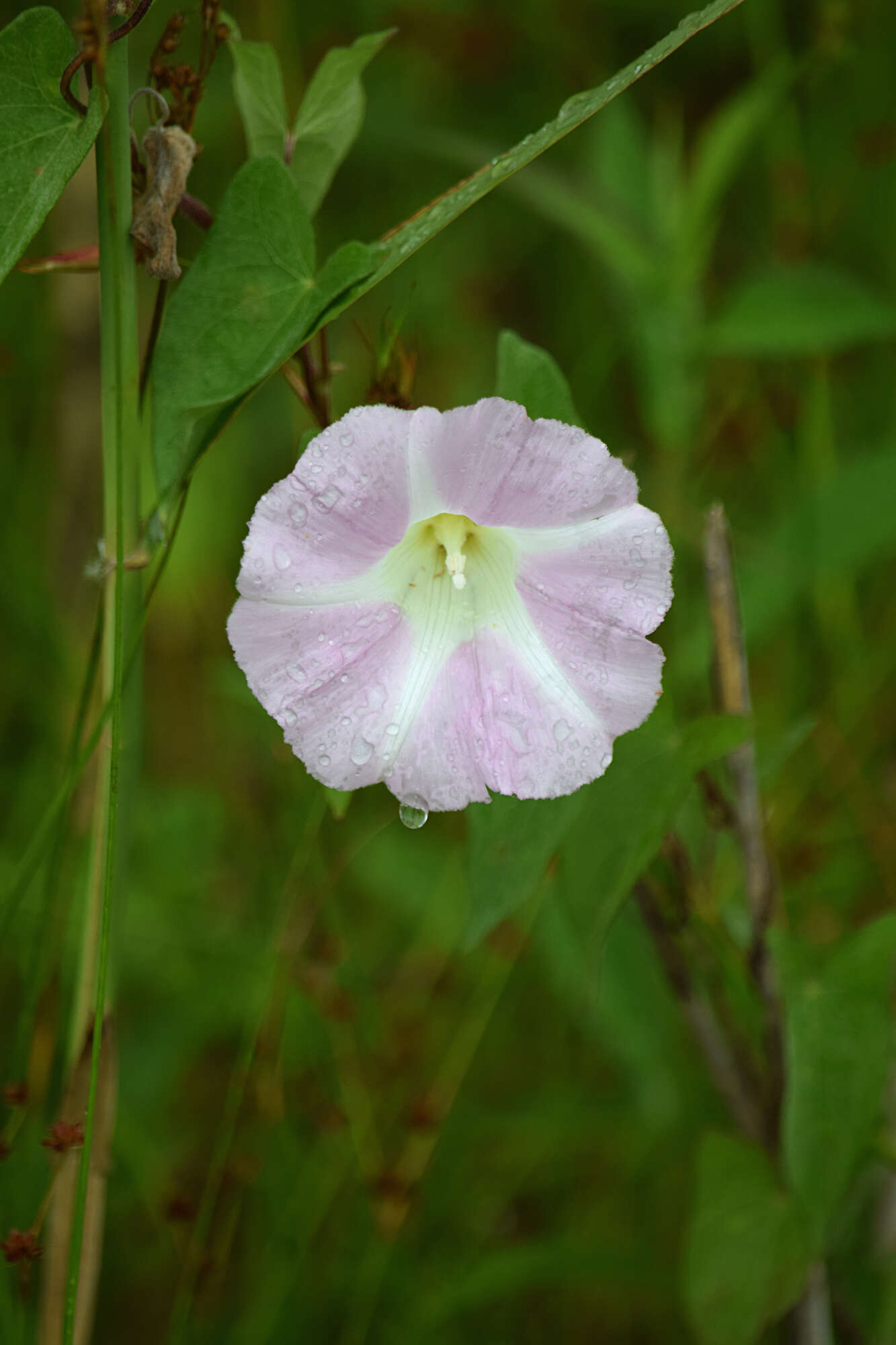 Image of crimsoneyed rosemallow