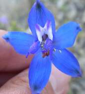 Delphinium scaposum Greene的圖片