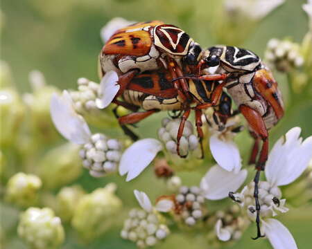 Image of Delta Flower Scarab