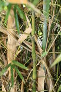 Image of bamboo