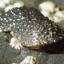 Image of celtic sea slug