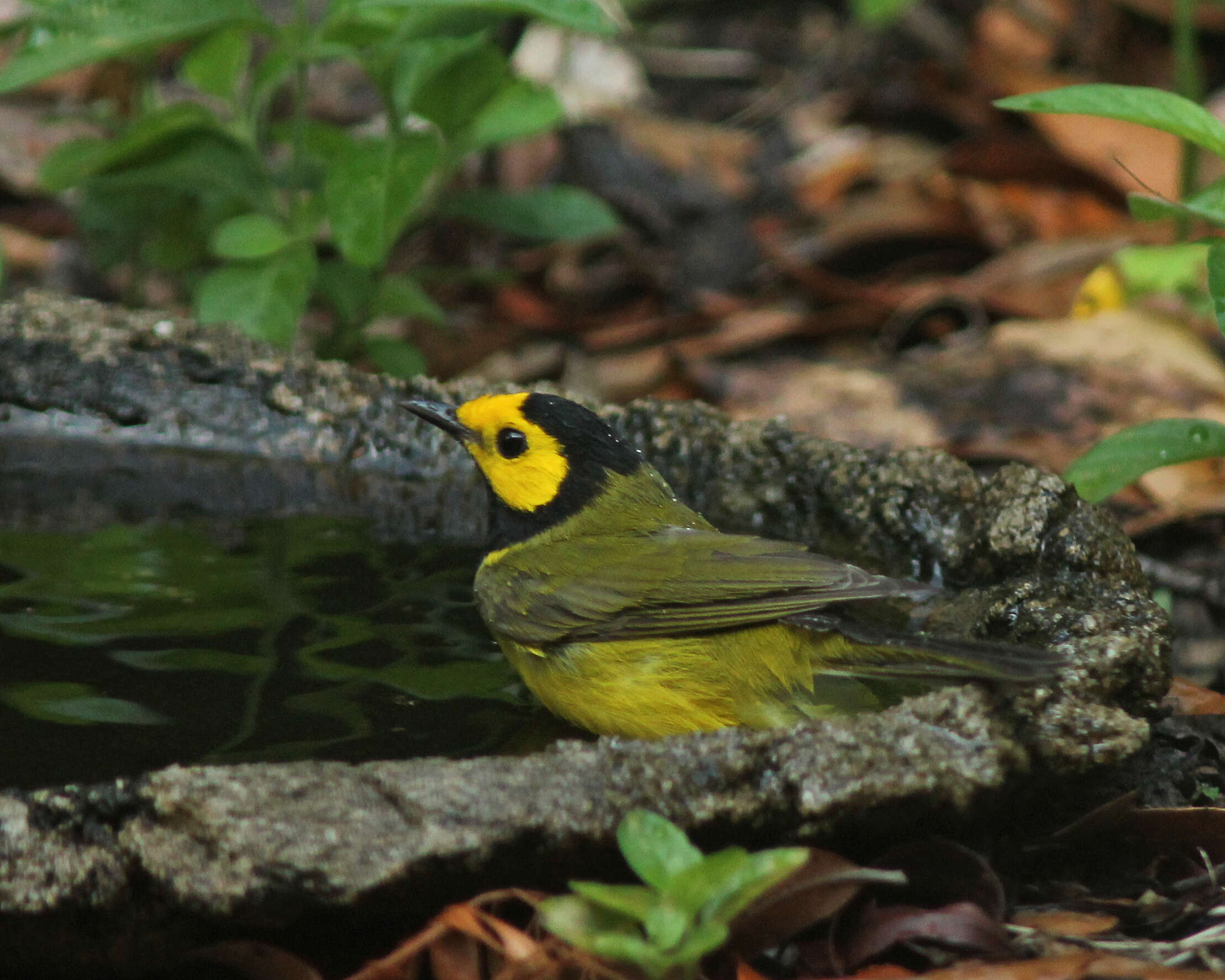 Image of Hooded Warbler