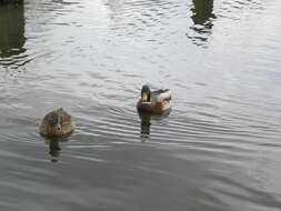 Image of Common Mallard