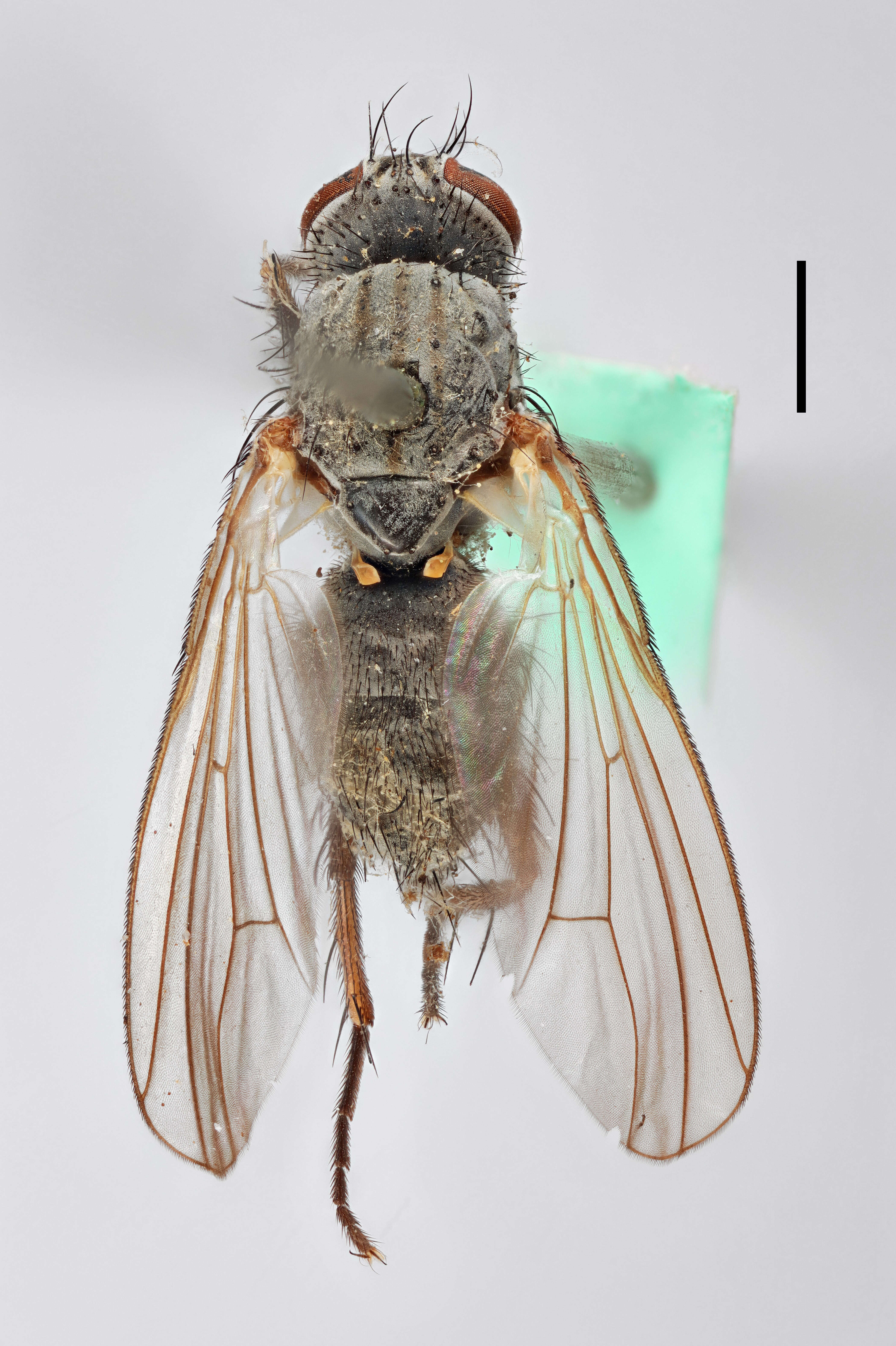 Image of Tiger Flies