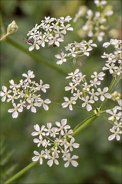 Imagem de Anthriscus sylvestris (L.) Hoffm.