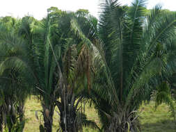 Image of attalea palm