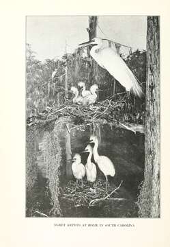 Image of Great Egret