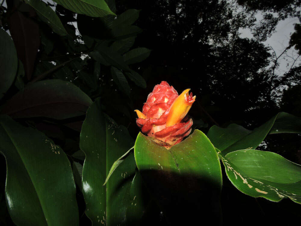 Image of Costus ricus Maas & H. Maas