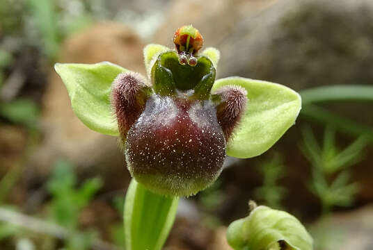 Image of Bumblebee orchid