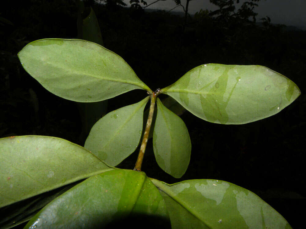 Image of Psittacanthus corynocephalus Eichl.