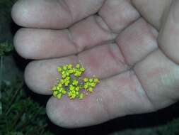 Image of Indian parsley