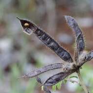 Image of Mimosa setosa Benth.