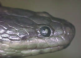 Image of Richardson’s grey mangrove snake