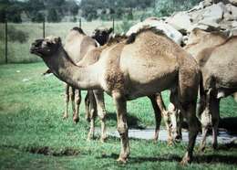 Image of camels