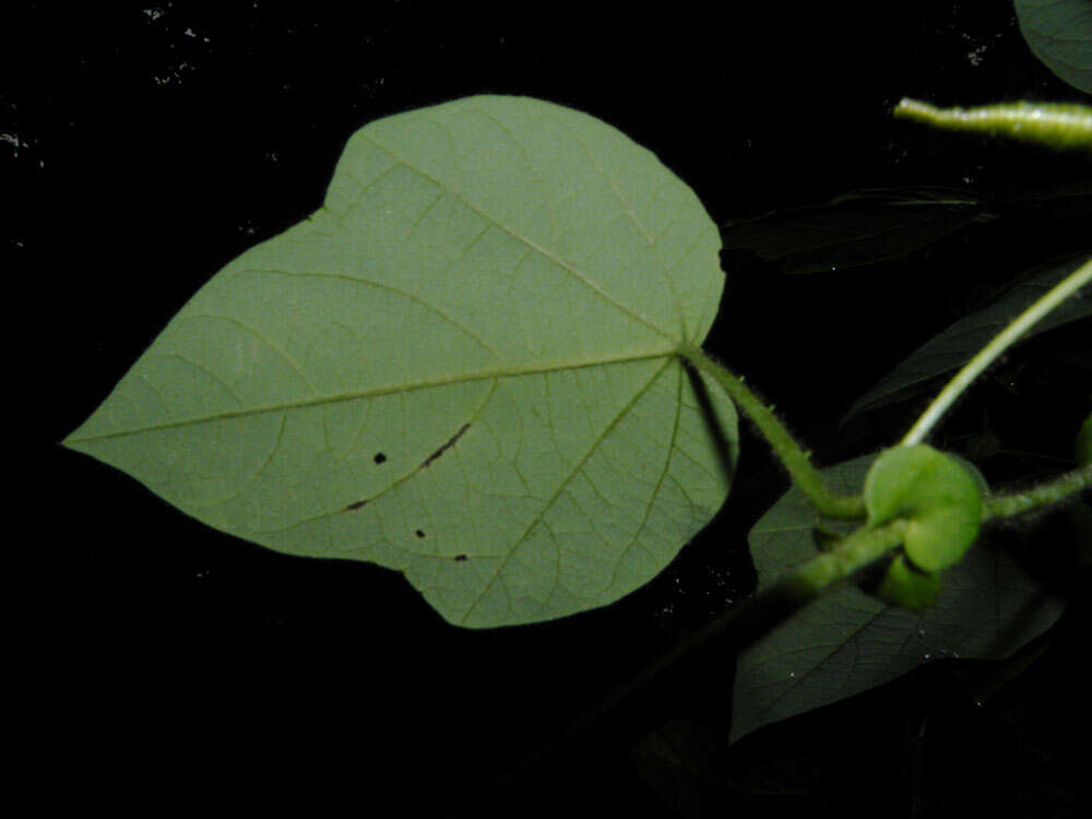Image of Passiflora menispermifolia Kunth