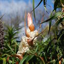 Image of Richea dracophylla R. Br.