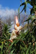 Sivun Richea kuva