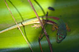 Plancia ëd Phelsuma lineata Gray 1842