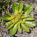 Image of Velleia montana Hook. fil.