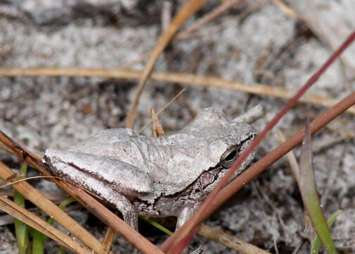 Image of Pine Woods Treefrog