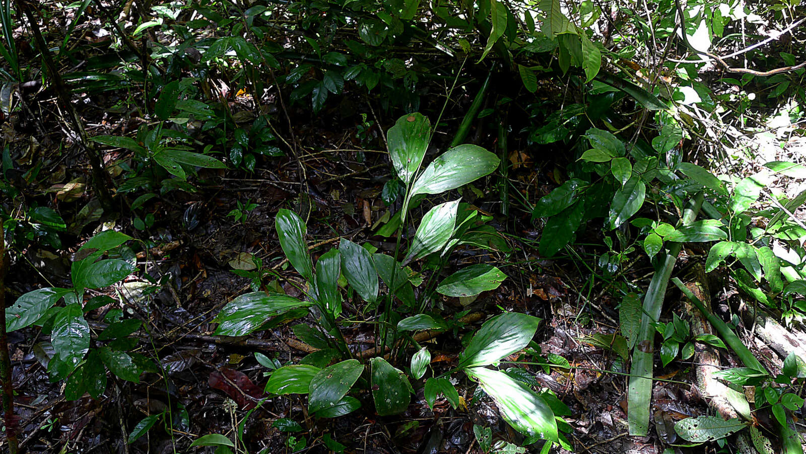 Imagem de Pharus latifolius L.