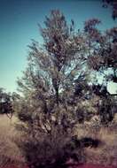 Image of Grevillea juncifolia Hook.