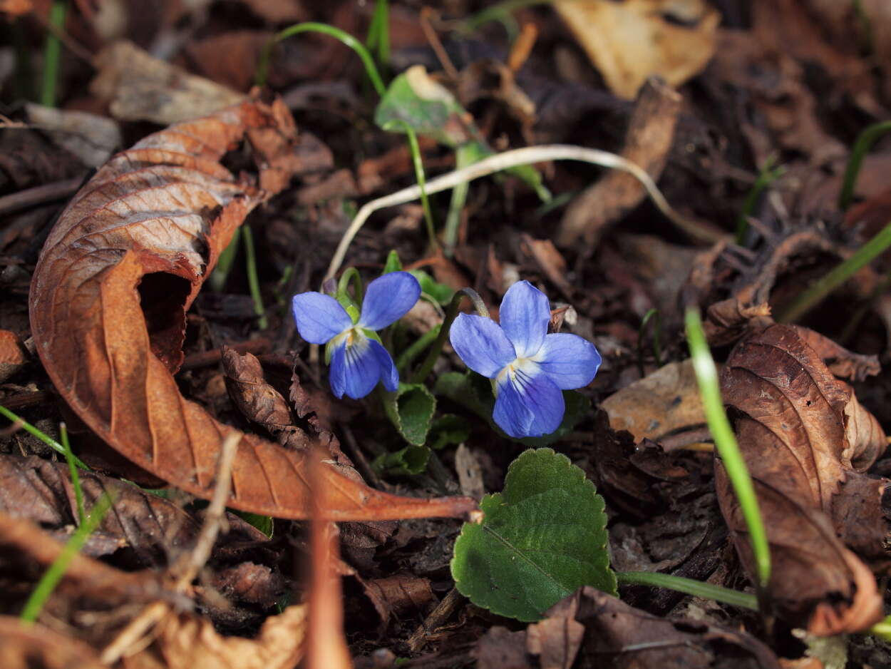 Image de Viola suavis M. Bieb.