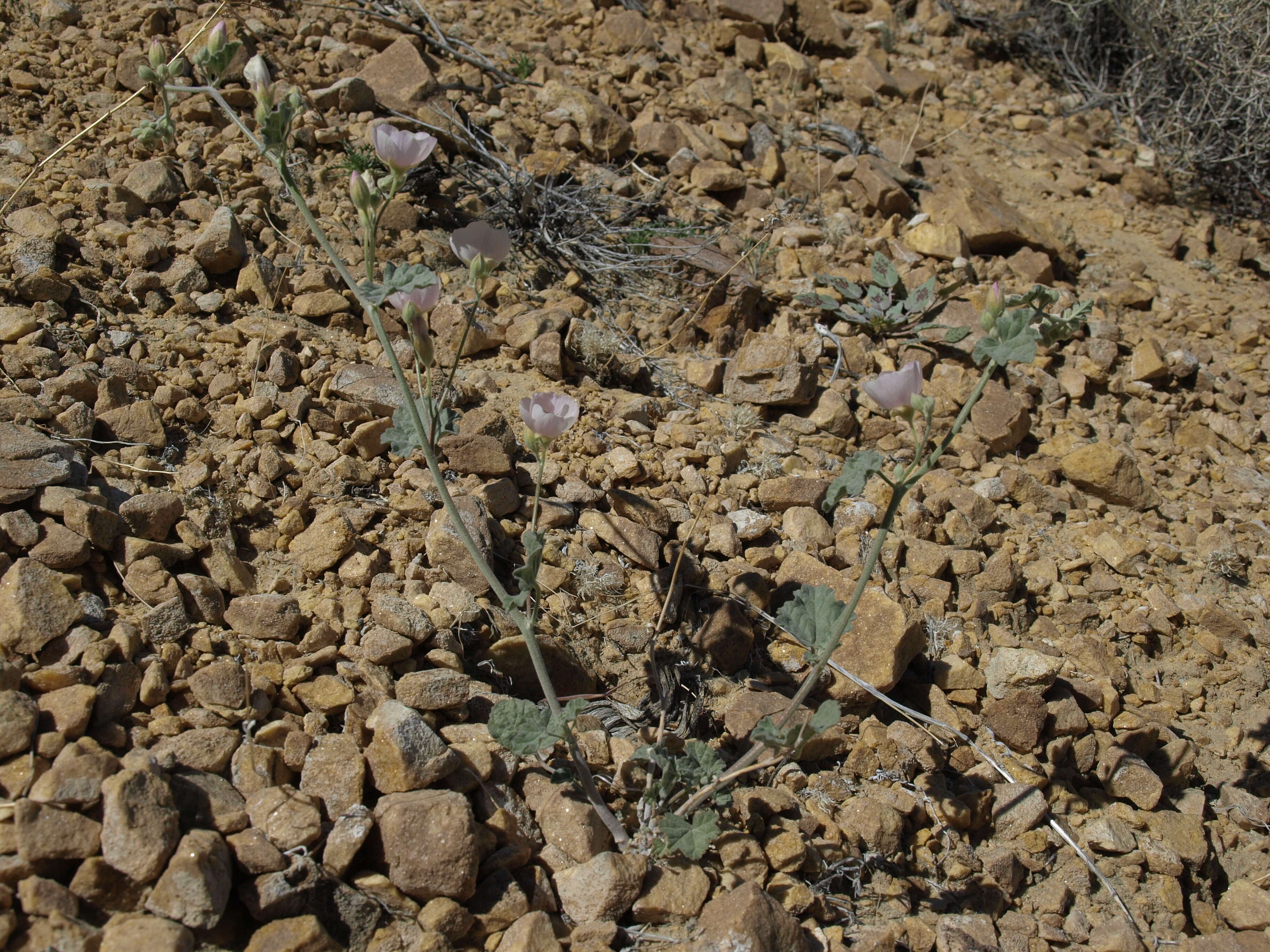 Imagem de Sphaeralcea ambigua A. Gray