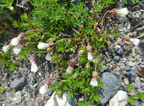 Image of Baccharis nivalis (Wedd.) Sch. Bip.