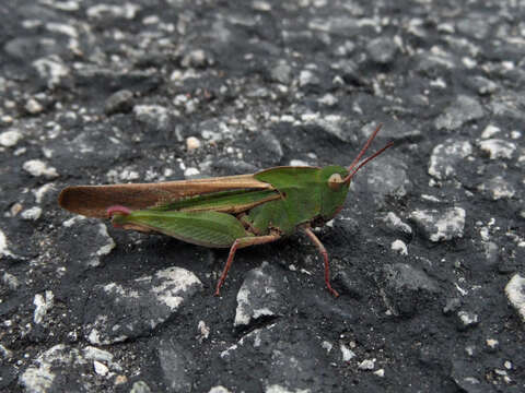 Image of Green-striped Grasshopper