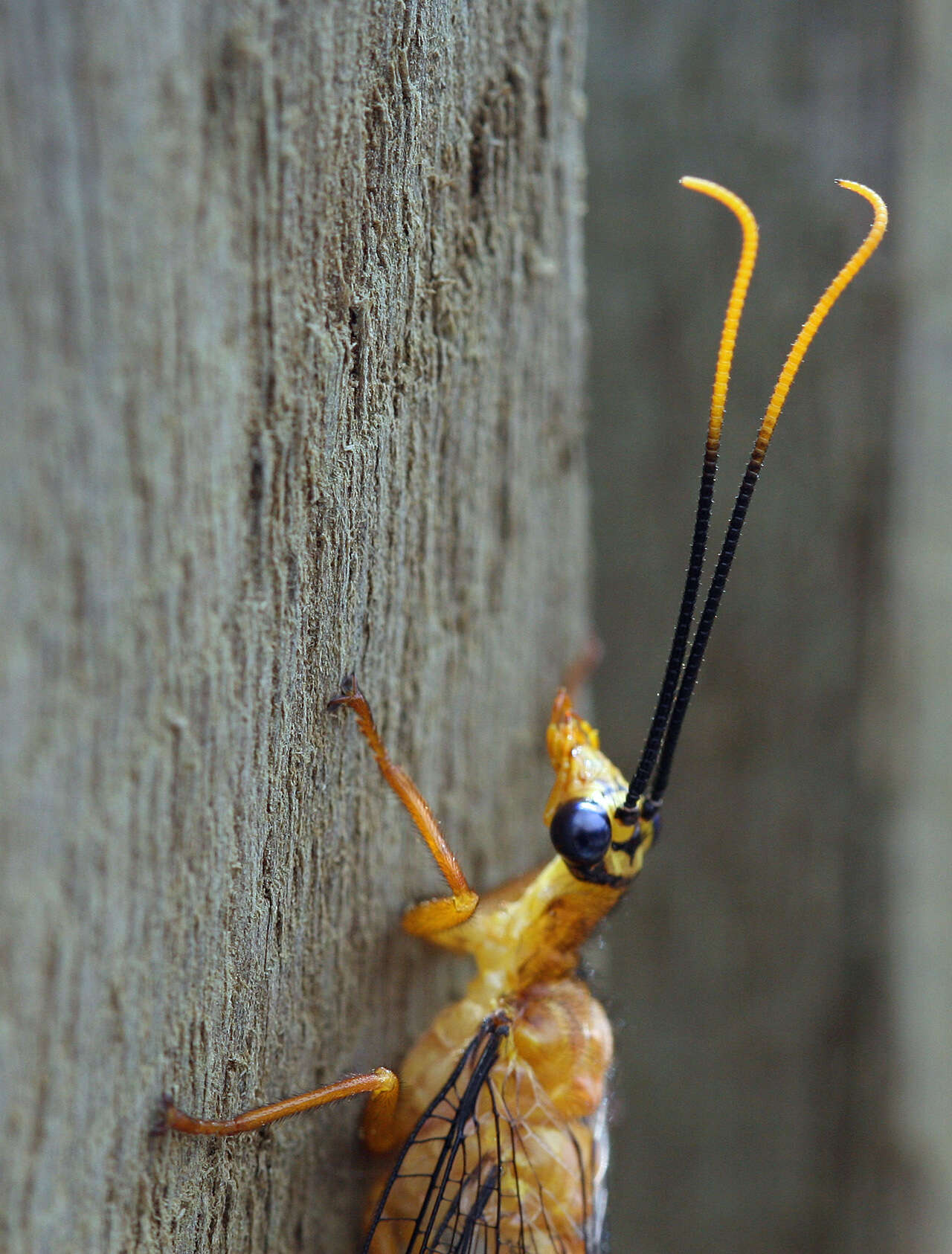 Image of Nymphes myrmeleonoides Leach 1814