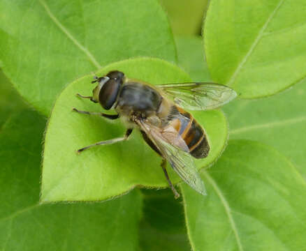 Image of drone fly