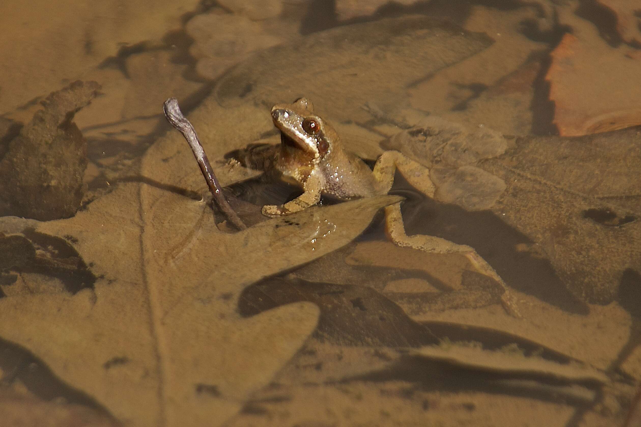 Image of Chorus Frogs