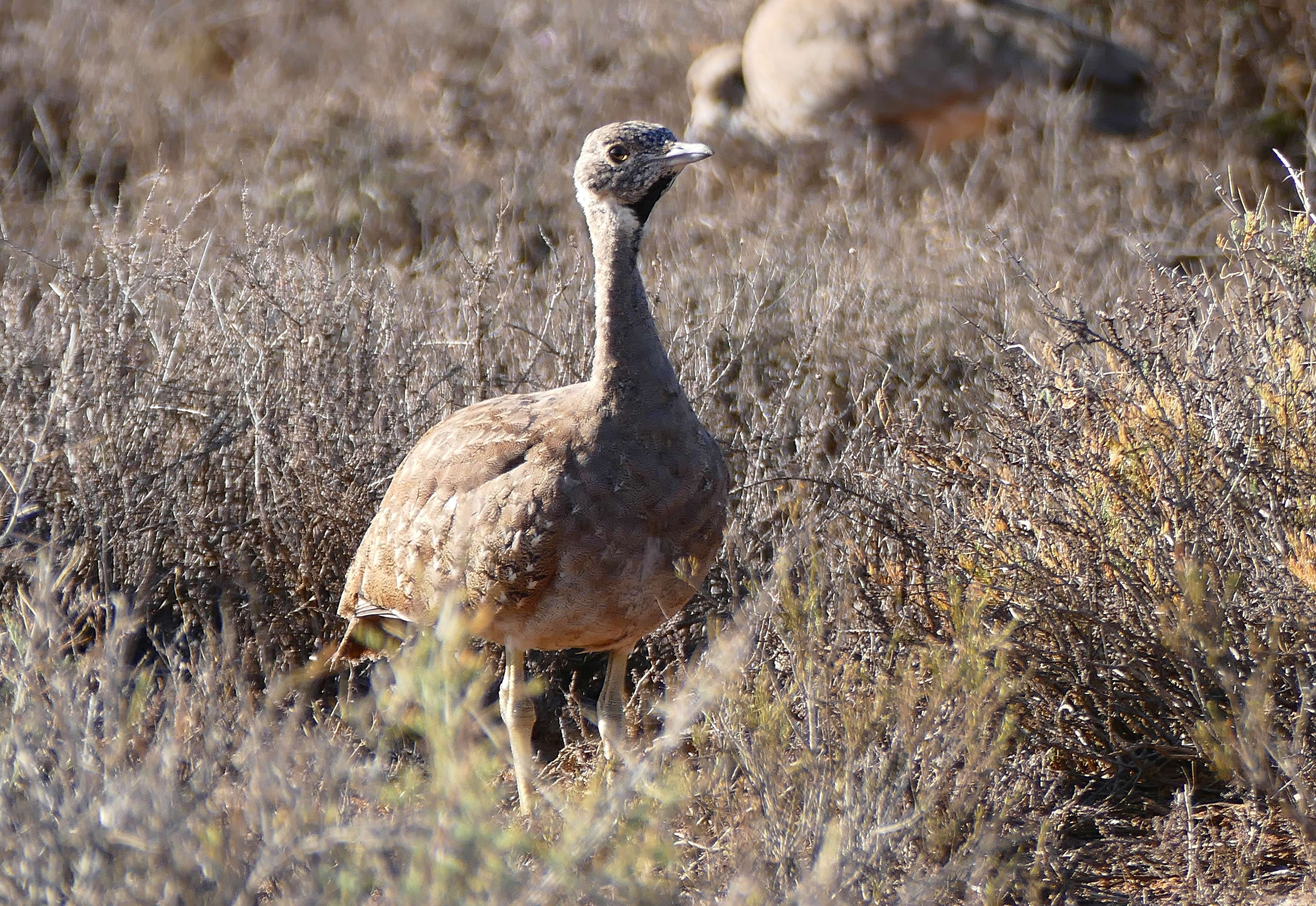 Image of Karoo Bustard