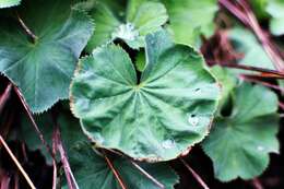 Image of lady's mantle