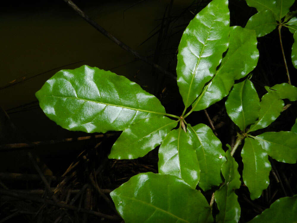 Sivun Terminalia costaricensis (Stace) Gere & Boatwr. kuva