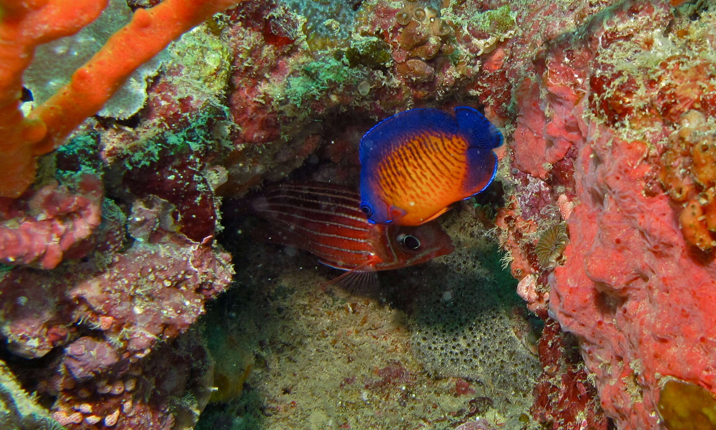 Image of Coral Beauty Angel