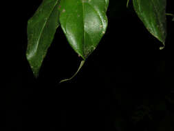 Imagem de Tournefortia glabra L.